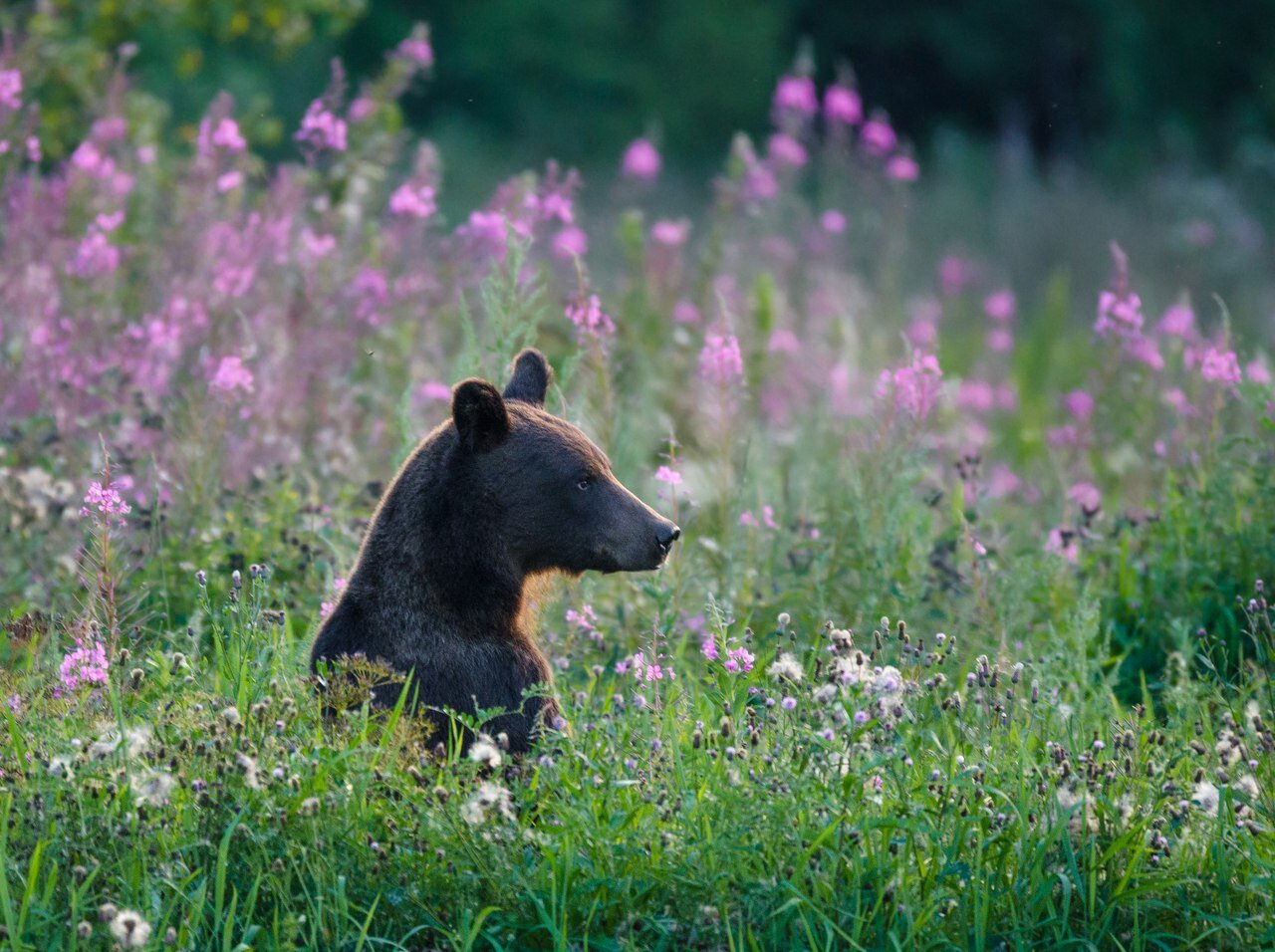 Центрально-Лесной биосферный